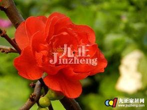 吃瓜吃冰冻海棠,夏日吃瓜新风尚