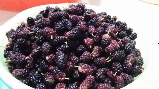 桑葚可以和面瓜一起吃吗,健康美味两不误