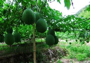 吊瓜头子怎么吃,吊瓜头子美味食法大揭秘