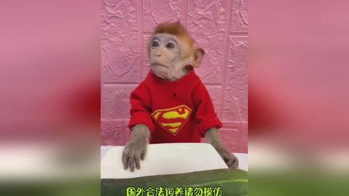 猴哥吃瓜,揭秘娱乐圈的甜蜜与苦涩